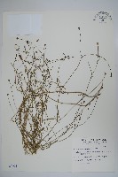 藏品(細葉蘭花參)的圖片