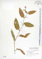 藏品(火炭母草、清飯藤)的圖片