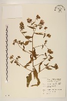 藏品(臺灣澤蘭)的圖片