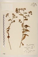 藏品(臺灣澤蘭)的圖片