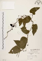 藏品(千金藤、金線吊烏龜)的圖片