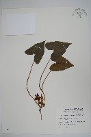 藏品(大屯細辛)的圖片