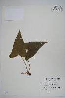 藏品(白斑細辛)的圖片