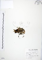 藏品(小椒草)的圖片