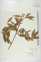 藏品(臺灣胡頹子)的圖片