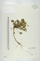 藏品(裂緣花)的圖片