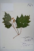 藏品(裂葉秋海棠)的圖片