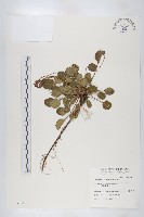 藏品(裂緣花)的圖片