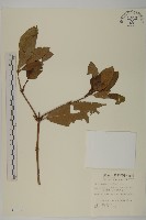 藏品(草珊瑚、紅果金粟蘭)的圖片