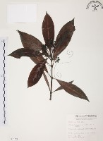 藏品(九節木、牛屎烏、青龍吐霧)的圖片
