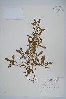 藏品(蓮子草)的圖片