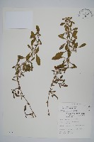 藏品(匙葉蓮子草)的圖片