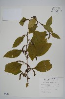 藏品(多子漿果莧)的圖片