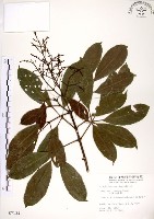 藏品(三葉山香圓)的圖片