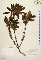 藏品(大明橘)的圖片