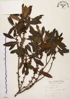 藏品(大明橘)的圖片