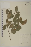 藏品(菱葉衛矛)的圖片