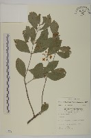 藏品(菱葉衛矛)的圖片