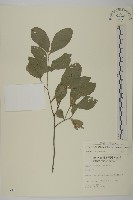 藏品(菱葉衛矛)的圖片