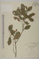 藏品(菱葉衛矛)的圖片