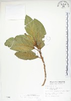 藏品(大冇榕、稜果榕)的圖片