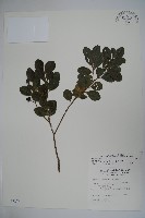 藏品(倒卵葉冬青、金平氏冬青)的圖片