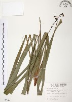 藏品(桔梗蘭)的圖片