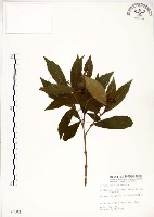 藏品(疏齒紫珠、恆春紫珠)的圖片