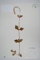 藏品(印度牛膝、土牛藤)的圖片