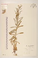 藏品(鼠麴草)的圖片