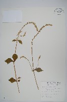 藏品(印度牛膝、土牛藤)的圖片