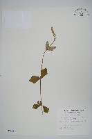 藏品(印度牛膝、土牛藤)的圖片