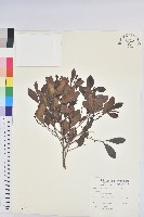 藏品(細葉饅頭果)的圖片