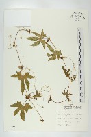 藏品(雙輪瓜)的圖片