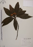 藏品(木荷)的圖片