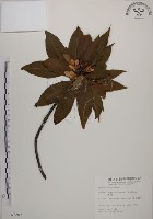 藏品(木荷)的圖片