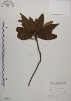 藏品(木荷)的圖片