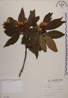 藏品(木荷)的圖片