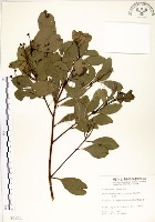 藏品(土樟)的圖片