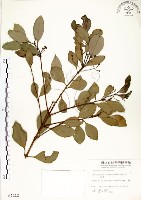 藏品(土樟)的圖片
