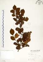 藏品(內苳子)的圖片