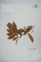 藏品(珊瑚樹)的圖片