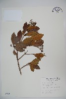藏品(珊瑚樹)的圖片
