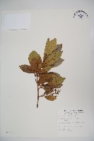 藏品(珊瑚樹)的圖片