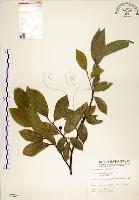 藏品(菲律賓榕)的圖片