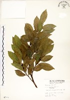 藏品(菲律賓榕)的圖片