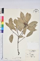 藏品(赤柯、赤椆、森氏櫟)的圖片