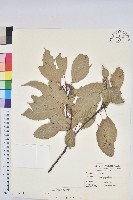 藏品(赤柯、赤椆、森氏櫟)的圖片