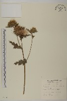 藏品(雞觴刺、島薊)的圖片