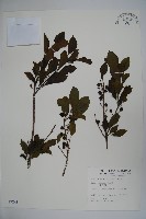 藏品(鐵冬青)的圖片